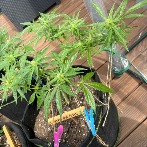 Cherry Pie Automatic growlog timeline photo