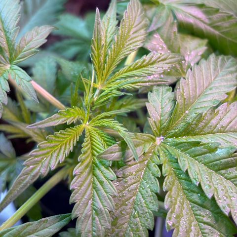 Do-Si-Dos growlog timeline photo