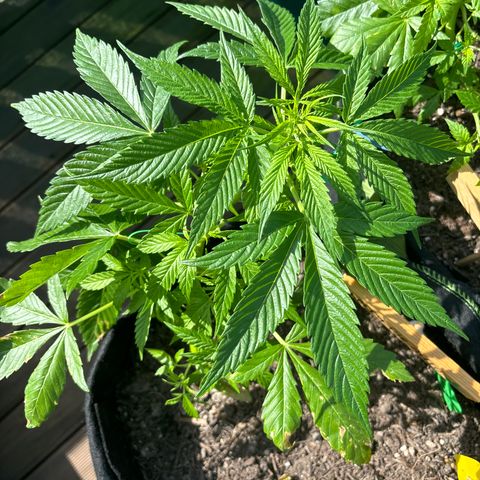 Cherry Pie Automatic growlog timeline photo