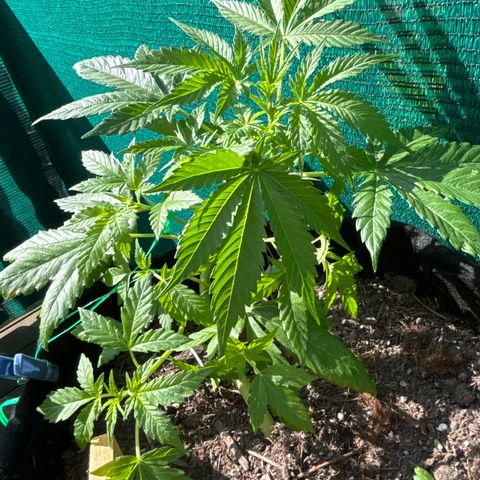 Do-Si-Dos growlog timeline photo