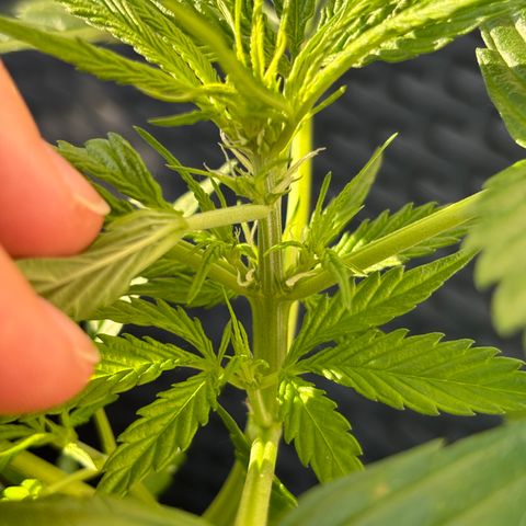 Cherry Pie Automatic growlog timeline photo