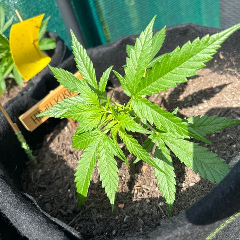 Hindu Kush growlog timeline photo