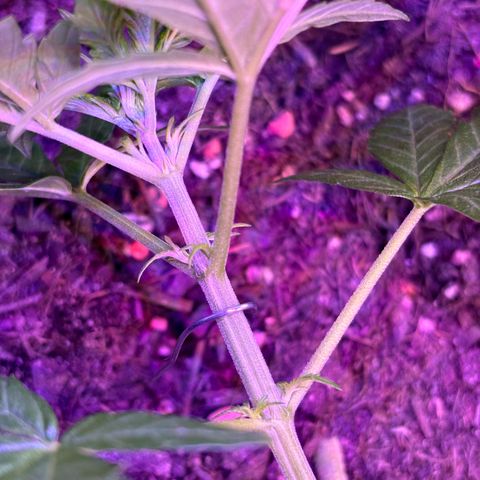 Hindu Kush growlog timeline photo