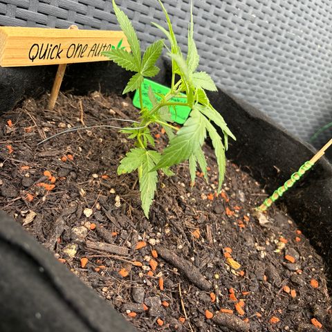 Quick One growlog timeline photo