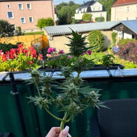 Purple Queen growlog timeline photo