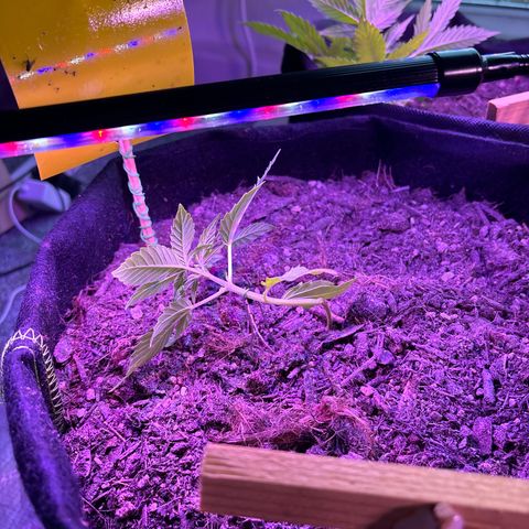 Cherry Pie Auto growlog timeline photo
