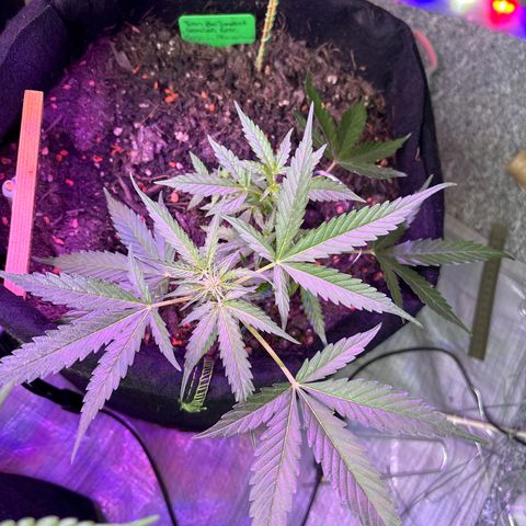 Quick One growlog timeline photo
