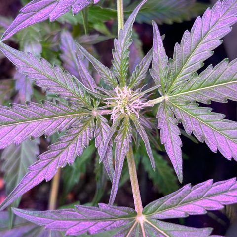 Purple Queen growlog timeline photo