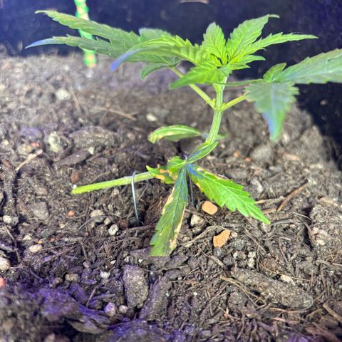 Hindu Kush growlog timeline photo