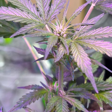 Purple Queen growlog timeline photo
