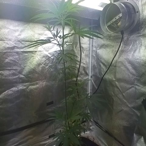Unknown strain growlog photo