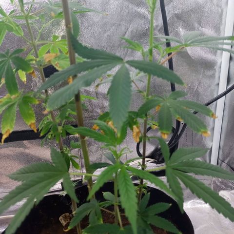 Unknown strain growlog photo