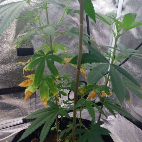 Unknown strain growlog photo