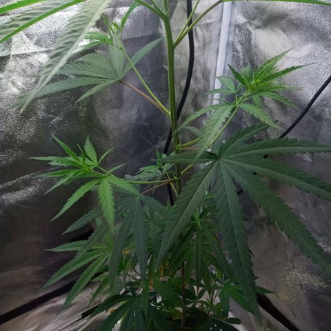 Unknown strain growlog timeline photo
