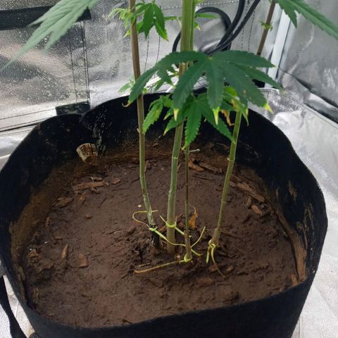 Unknown strain growlog timeline photo