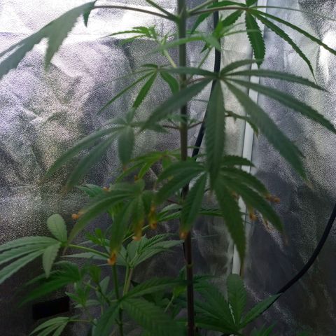 Unknown strain growlog timeline photo