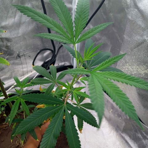 Unknown strain growlog timeline photo