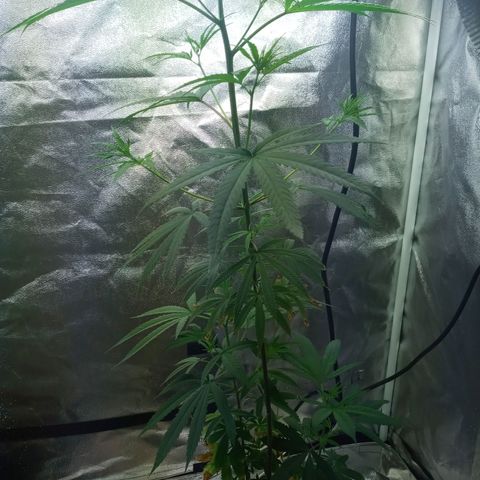 Unknown strain growlog timeline photo