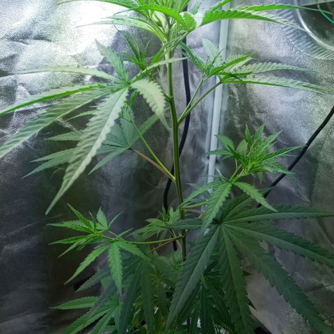 Unknown strain growlog timeline photo