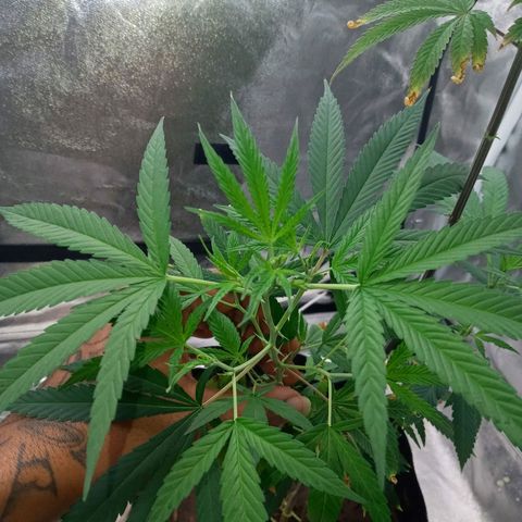 Unknown strain growlog timeline photo