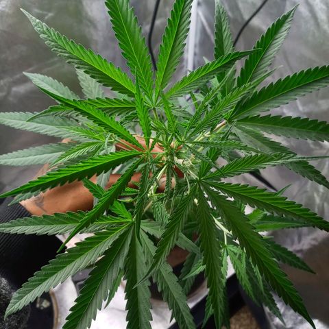 Unknown strain growlog timeline photo