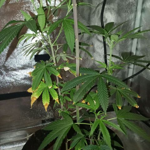 Unknown strain growlog timeline photo