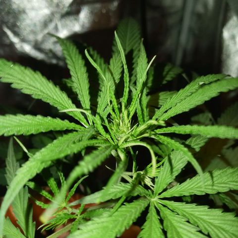 Unknown strain growlog photo