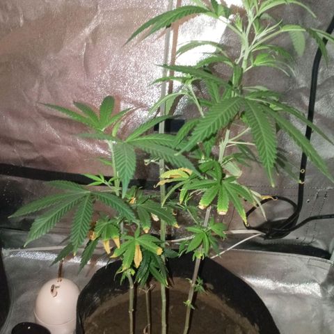 Unknown strain growlog photo