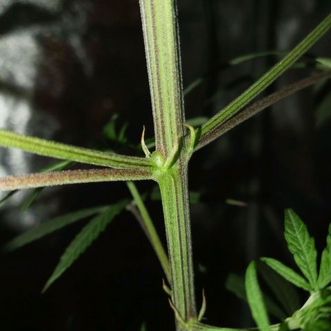 Unknown strain growlog timeline photo