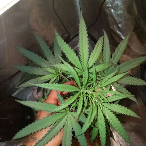Unknown strain growlog photo: Sativa
