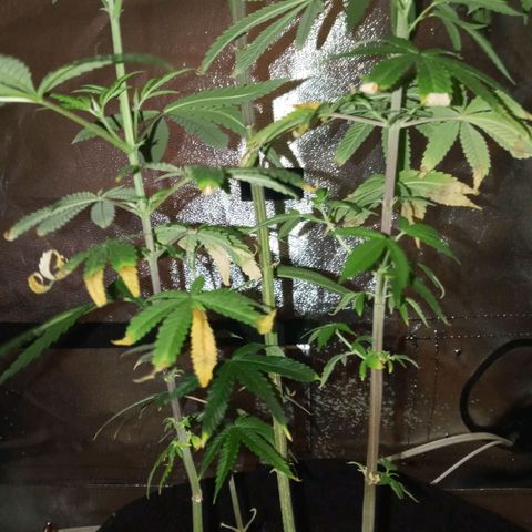 Unknown strain growlog timeline photo