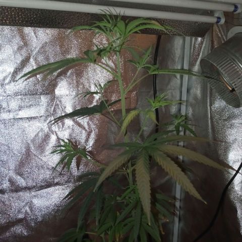 Unknown strain growlog timeline photo