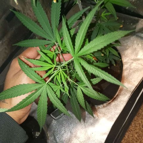 Unknown strain growlog timeline photo