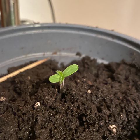 #3 Easy Bud auto RQS growlog photo: Zweites Paar Blätter