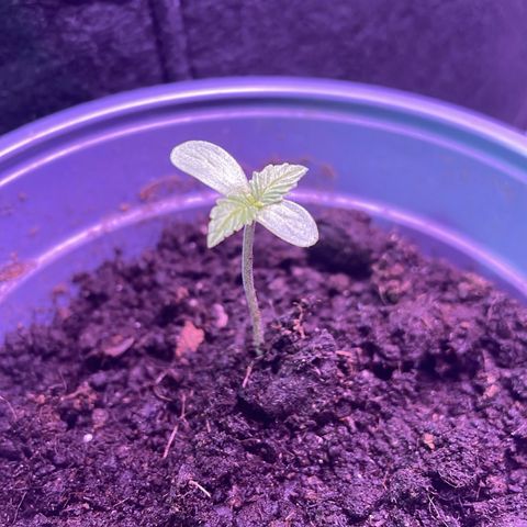#3 Easy Bud auto RQS growlog timeline photo