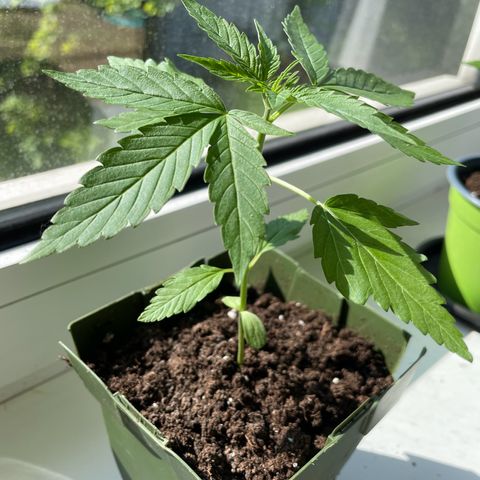 #3 Easy Bud auto RQS growlog timeline photo