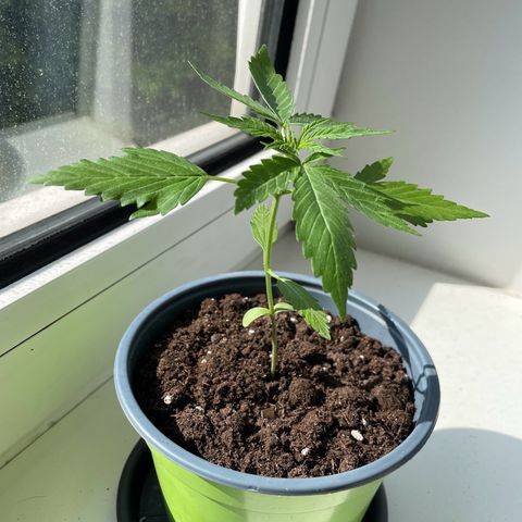 #2 Easy Bud auto RQS growlog timeline photo