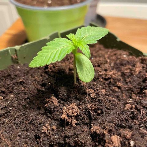 #3 Easy Bud auto RQS growlog timeline photo