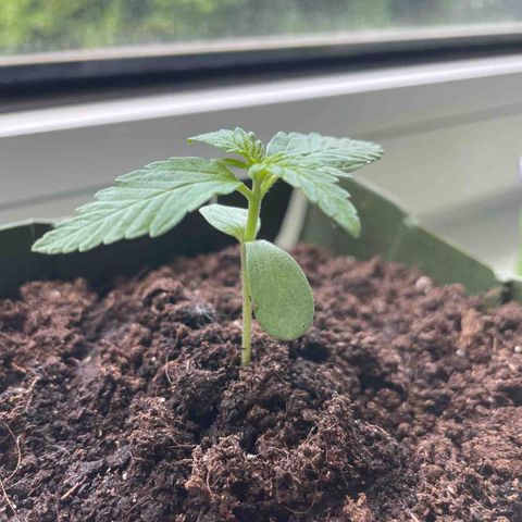 #3 Easy Bud auto RQS growlog timeline photo