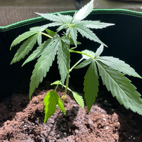 #2 Easy Bud auto RQS growlog timeline photo