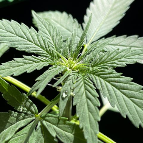 #2 Easy Bud auto RQS growlog timeline photo