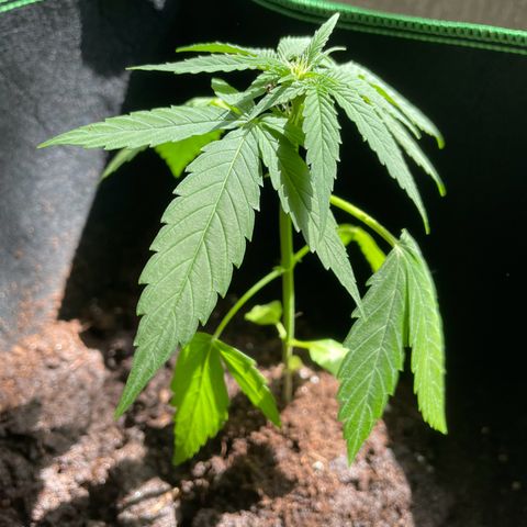 #3 Easy Bud auto RQS growlog timeline photo