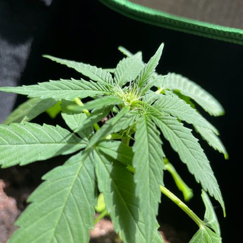 #3 Easy Bud auto RQS growlog timeline photo