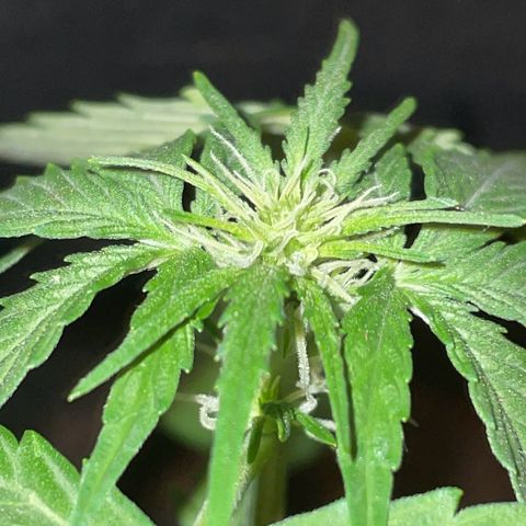 #2 Easy Bud auto RQS growlog photo: Trichome unter Blitzlicht 👁️