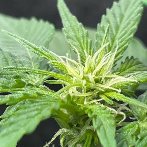 #3 Easy Bud auto RQS growlog timeline photo
