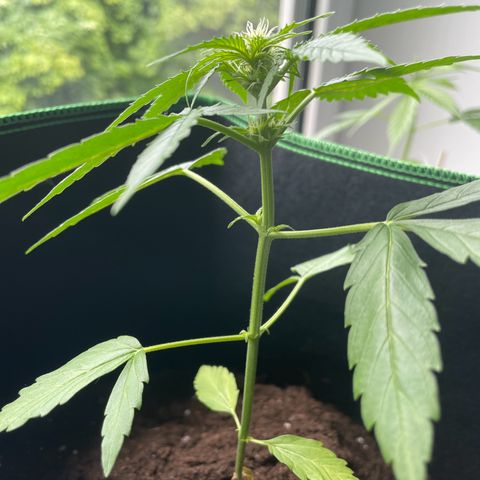 #3 Easy Bud auto RQS growlog photo: 9 Blütenansätze sichtbar 