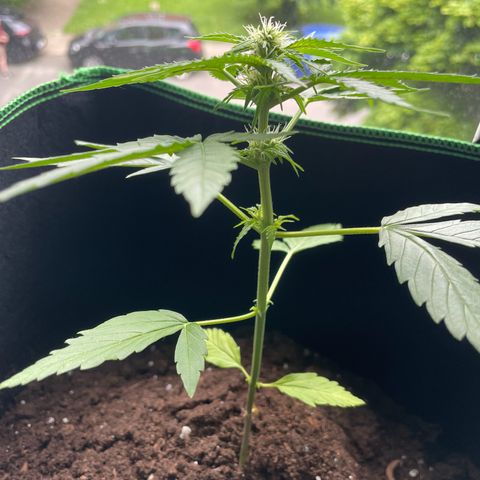 #3 Easy Bud auto RQS growlog timeline photo