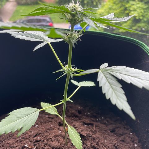 #2 Easy Bud auto RQS growlog timeline photo