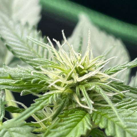 #2 Easy Bud auto RQS growlog timeline photo