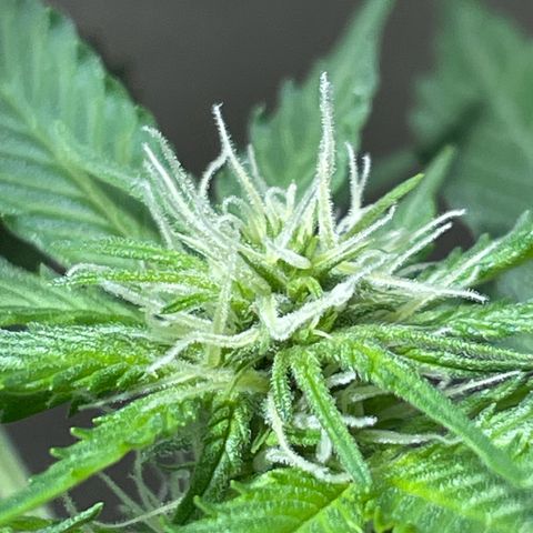 #2 Easy Bud auto RQS growlog timeline photo